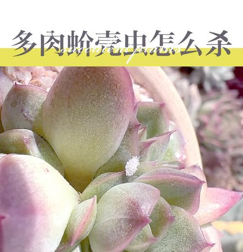 多肉叶子上长白色的问题解决方法（白色叶斑病的防治与养护要点）