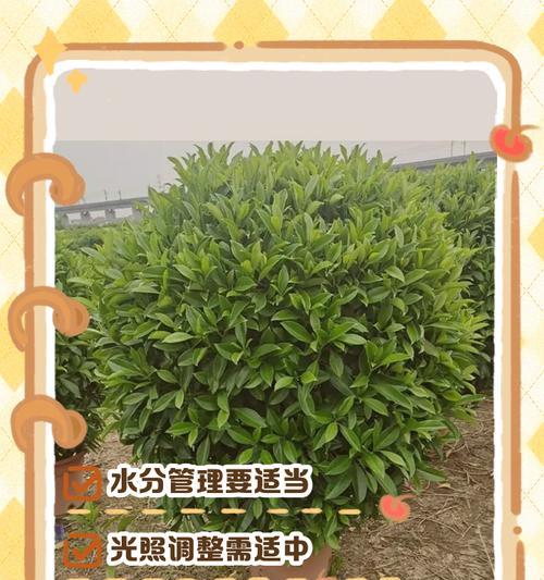 茉莉花叶子被吃了怎么办？（保护茉莉花叶子的方法及应对措施）