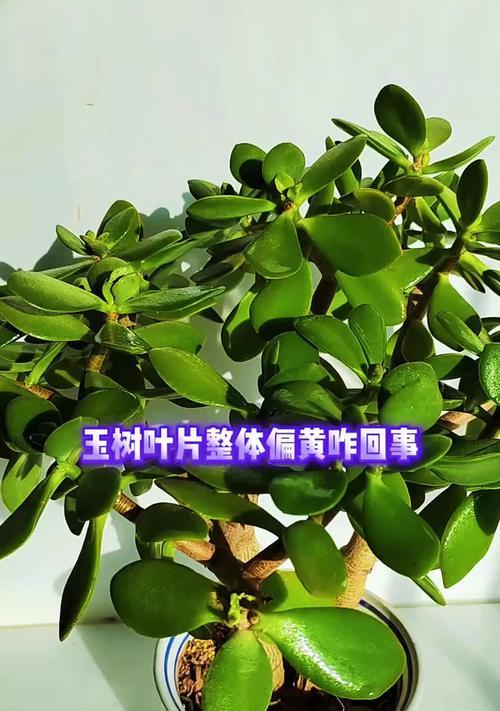 玉树移栽后叶子发软的原因及解决方法（玉树移栽后叶子发软，怎么回事？如何解决？）