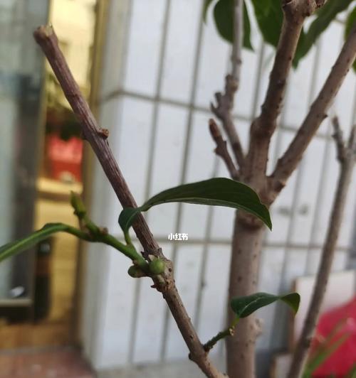 如何正确养护腊梅花掉叶子问题（腊梅花掉叶子的原因及有效养护方法）