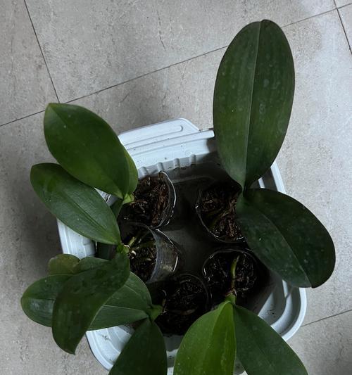 家庭蝴蝶兰苗种植指南（从苗期到开花，用打造美丽家庭花园）
