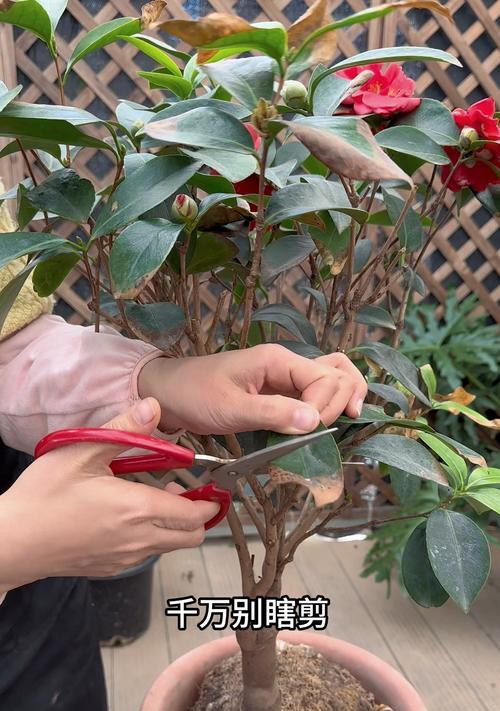 治疗以茶花烂根的有效方法