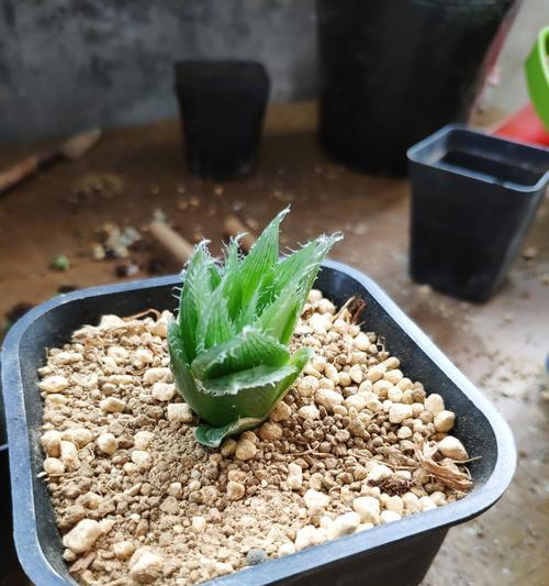 京之华锦叶插的繁殖技巧与要点（培养自家的京之华锦花园，从叶插开始）