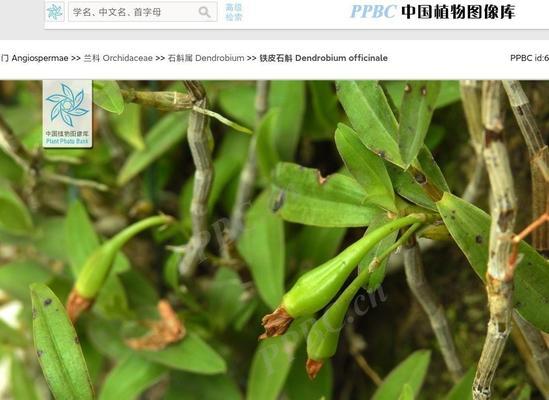 石斛叶子泛红的原因及解决方法（探讨石斛叶子泛红的成因与应对策略）