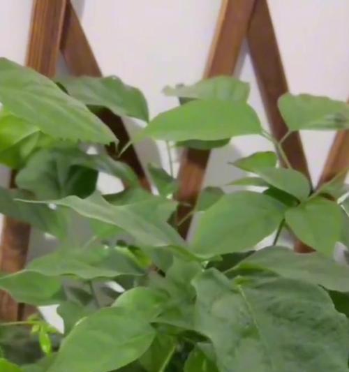 如何让植物叶子又绿又肥（养护技巧让您的植物焕发生机）