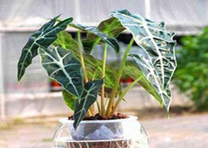 观音莲水培还是土培？——探讨种植方式对植物生长的影响（对比水培和土培的优缺点，科学选择种植方式）