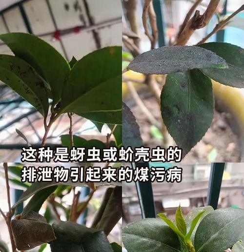 山茶花叶片病害综合防治方法（保护山茶花健康生长，让叶片恢复青翠）