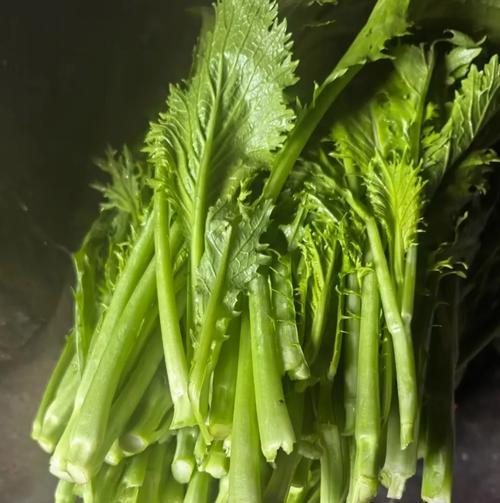 青菜是被子植物吗？（探究青菜的分类及植物学知识）