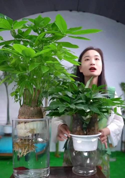 水培植物树黄了怎么办？（解决水培植物黄叶问题的实用方法）