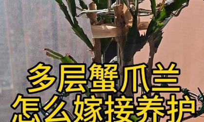 以嫁接在蟹爪兰上面的养殖技巧（打造独特的蟹爪兰嫁接园艺）