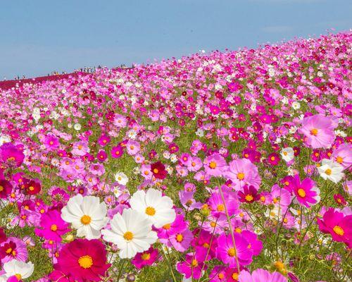 格桑花四季开花的奥秘（探索格桑花的四季美景与开花规律）