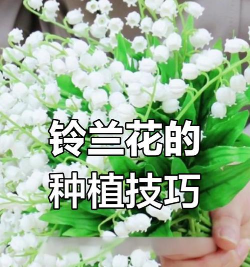 铃兰花的养护技巧（为您分享如何让铃兰花长得更好）