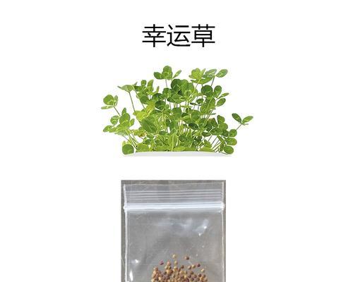 如何种植小草盆栽——一个初学者的指南（从选购到养护，轻松打造绿意盎然的小草花园）