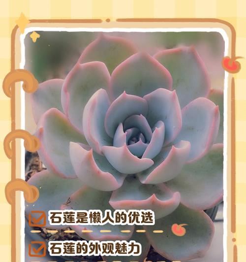 多肉皮氏石莲的养护技巧（打造漂亮多肉花园，从养护皮氏石莲开始）
