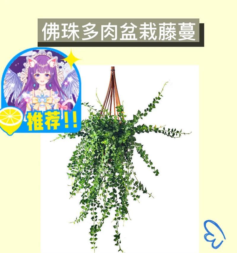 情人泪珍珠的扦插与繁衍之道（探索情人泪珍珠的生长技巧与养护方法）