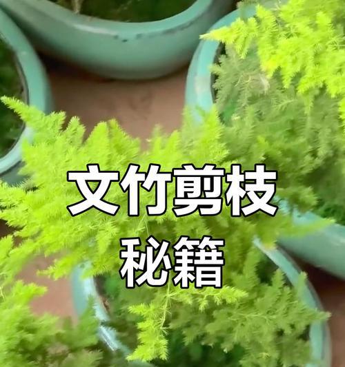 云竹修剪技巧与注意事项（云竹修剪的方法、步骤和关键要点）