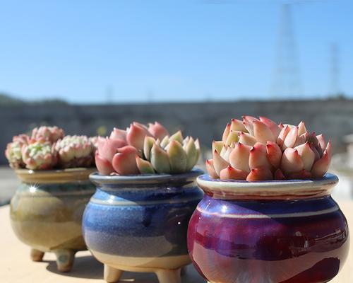 用粗陶花盆打造自然生态花园（透过花盆看花草，打造属于你的家居花园）