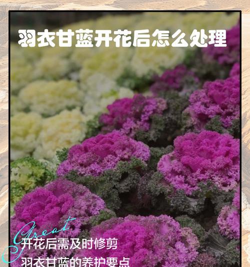 以花开过之后，如何继续前行？（在人生的征程上，如何处理过去的痕迹，迈向未来的可能性）