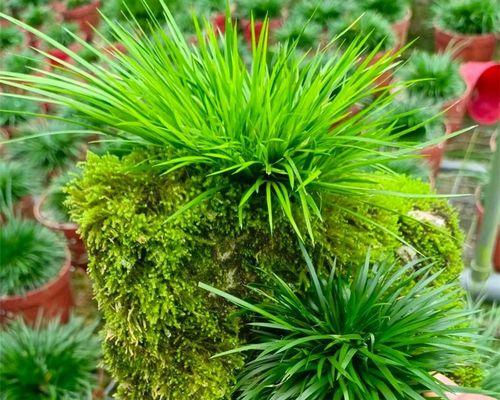 水培石菖蒲（别样养殖方式）