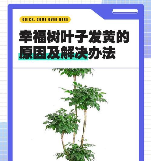 幸福树的叶子要死了怎么办？（救救幸福树，拯救我们的幸福）