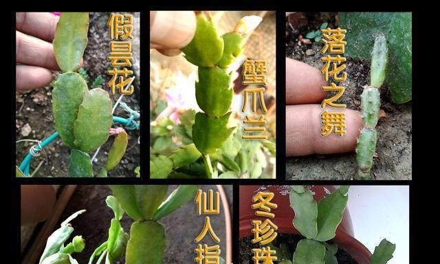 以仙人指怎么分之为主题的解析（探秘仙人指的分类方法及特点）