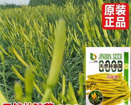 黄花菜种子的最佳种植时间（如何选择最合适的种植季节）