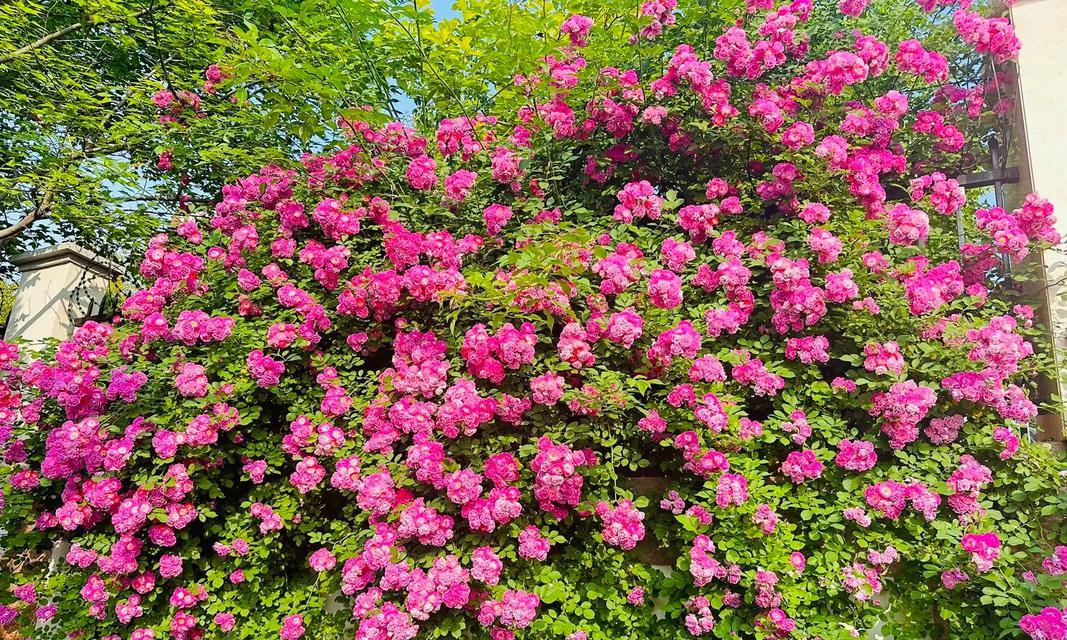 以蔷薇有花蕾后如何正确施肥（蔷薇施肥指南，让您的花朵更美丽）
