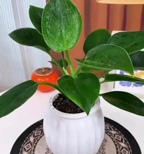 四季青花的养殖技巧与注意事项（打造美丽室内景观——盆栽四季青花的养殖经验分享）