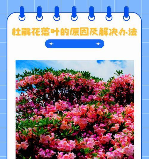杜鹃花叶子卷曲的原因及处理方法（了解杜鹃花叶子卷曲的原因，掌握有效的处理方法）