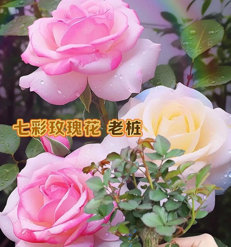 全球玫瑰花品种排名大揭秘（探寻最受欢迎的玫瑰花品种排行榜，让你轻松选购心仪之花）