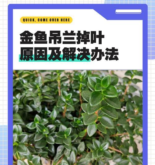金鱼吊兰叶子白斑的治疗方法（有效去除金鱼吊兰叶子白斑的护理技巧）