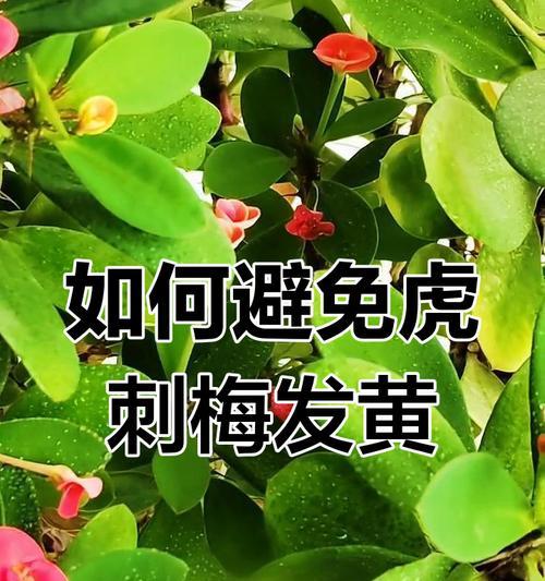 如何应对刺梅黄叶问题（关于刺梅黄叶的原因、识别和处理方法）