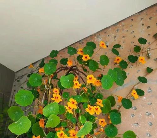 旱金莲苗的养殖技巧（从种植到养护，打造美丽花园）
