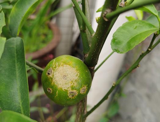 桔子子的种植与养护（学会正确的种植方法，享受丰收的果实）