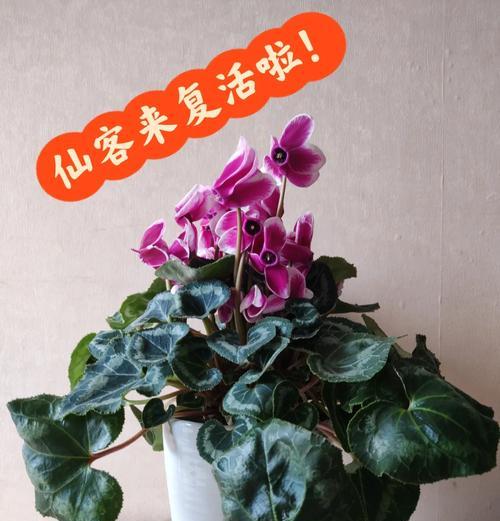叶子黄了花色淡了，该如何护理仙客来？（仙客来养护指南，帮助叶子恢复鲜艳色彩）