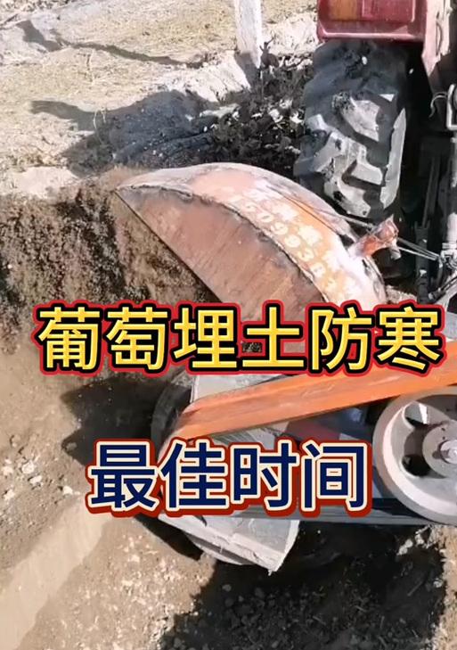 北方葡萄树过冬的关键步骤与注意事项（为确保北方葡萄树的安全越冬，埋根是必不可少的）