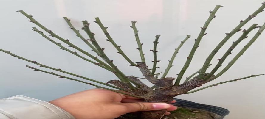优雅梅花修剪之道（打造梅花盛放的艺术之美）