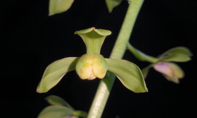 蕙兰叶子的神奇蜕变（探索蕙兰植物叶子变白的原因及其关键影响因素）