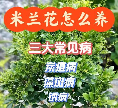 米兰花修型的技巧与方法（打造完美造型，让米兰花绽放魅力）