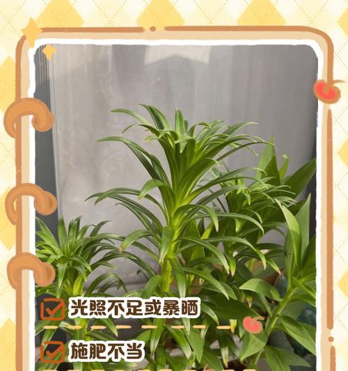 百合花顶部叶子发黑的处理方法（有效防治百合花叶子发黑的关键措施）