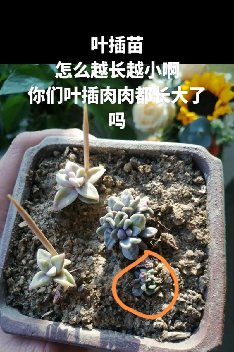 如何科学地以叶插繁殖多肉植物并顺利度过冬季（详解多肉小苗的叶插繁殖方法及冬季保养技巧）
