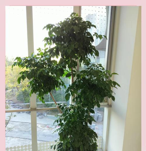 冬季辛福树的养护技巧（打造美丽寒冬花园的秘密武器）