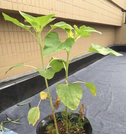 如何解决矮月冬天不开花问题（有效措施帮助矮月冬季开花）