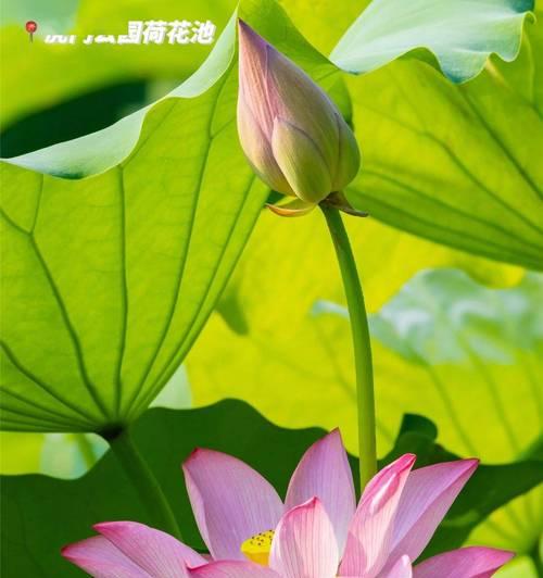 荷花开花时间解析（揭秘荷花开花的秘密，了解荷花生长周期与花期规律）