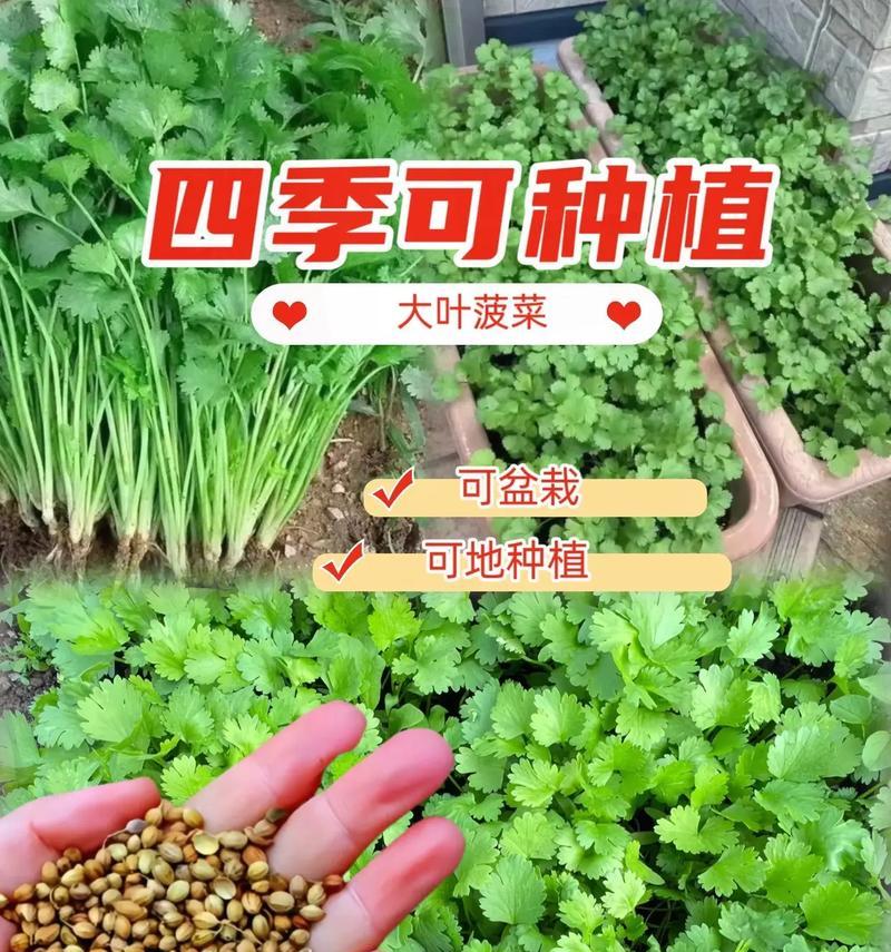 以种香菜种子怎么处理发芽快？（简单技巧助你快速让香菜种子发芽）
