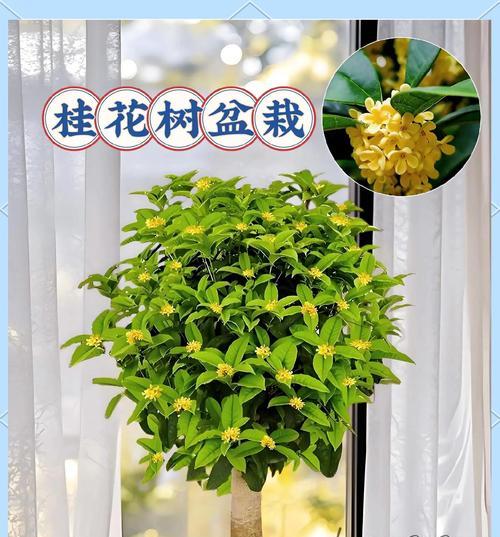 在楼房中养护桂花树的秘诀（打造美丽芳香的桂花树林，用心呵护每一片绿叶）