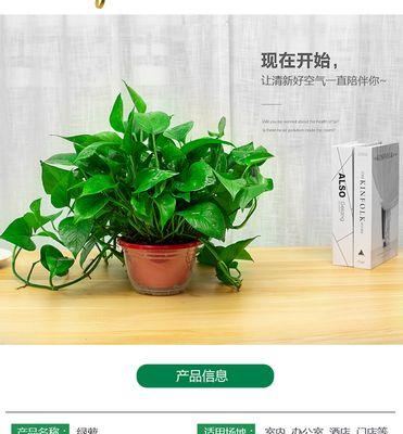 盆栽绿罗的养护指南（打造健康美丽的室内绿植空间）
