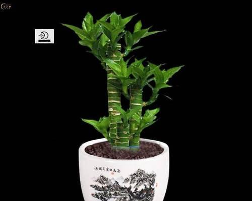 以莲花竹有根须的养殖技巧（打造绿色家居的理想之选）