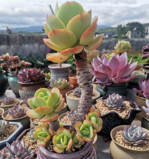 碧桃老桩的养护与发展（探索碧桃老桩的养护技巧，助您打造独特庭院风景）
