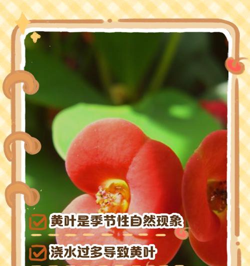 如何应对虎刺梅冬天叶子枯萎问题（探讨虎刺梅冬季叶片枯萎原因及解决方法）